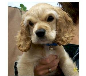 Cachorro Cocker Spaniel Enano Color Dorado En Adopcion Portland Oregon Perros En Adopcion